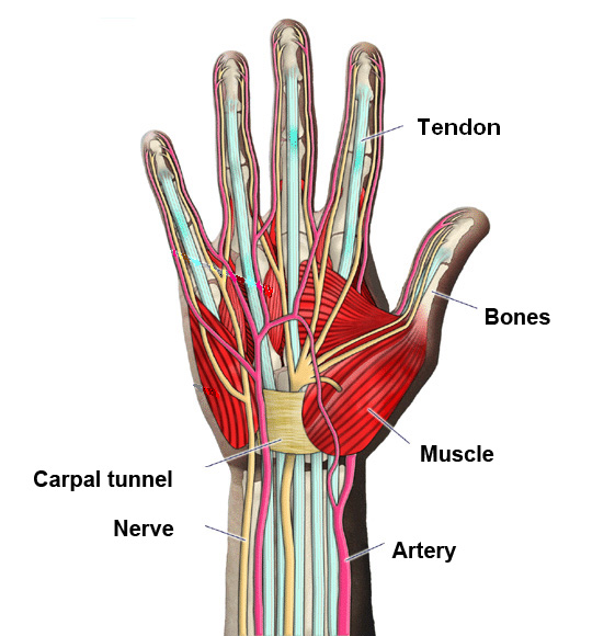 Tendon Diagram Hand / Hand Anatomy 1 - Juliet Daily Blogs