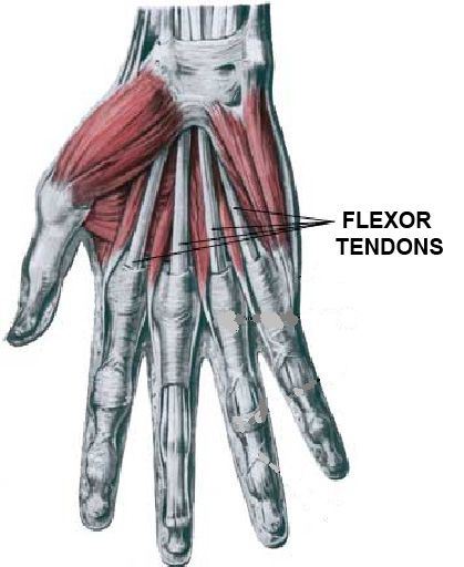 hand anatomy flexor tendons